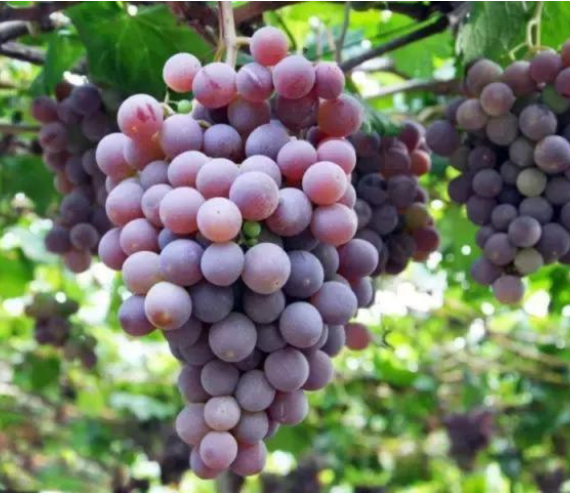 清徐葡萄2.png