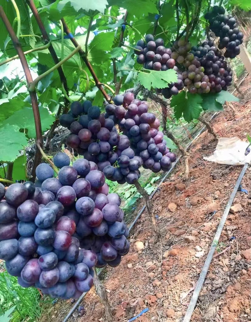 清徐葡萄4.jpg