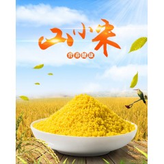 沁州黄小米