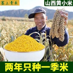 沁州黄小米