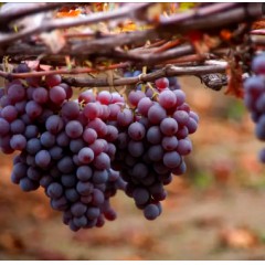 葡萄
