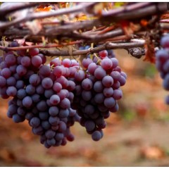 清徐葡萄