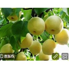 定襄蒸肉、忻州瓦酥、原平锅盔、神池月饼、保德碗托、代县酥梨