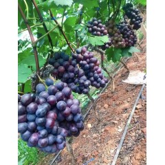 清徐葡萄