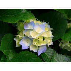 4D机芯电动按摩椅子